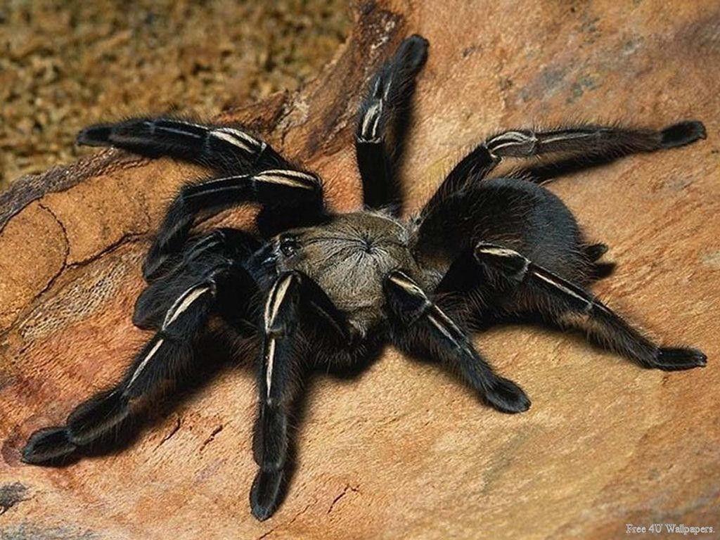 Insect and spider tarantula wallpapers and image