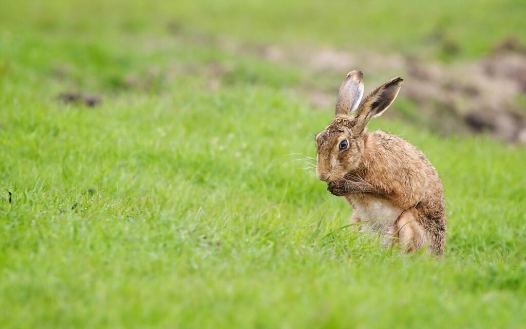 Hare Wallpapers