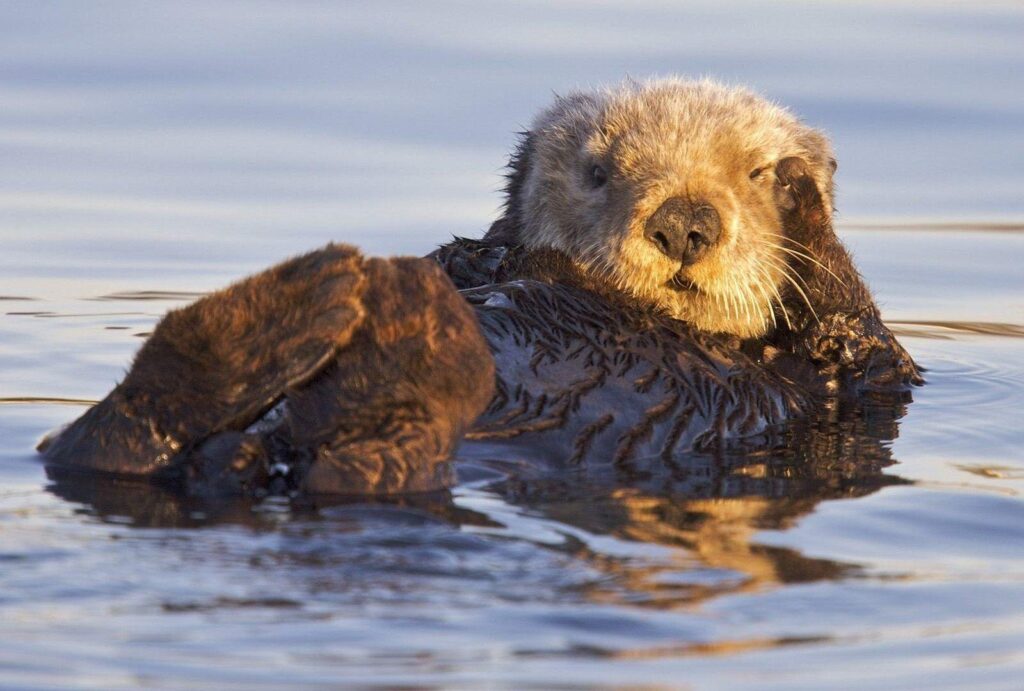 Animals Sanctuary Corps California Marines Bay Otters Monterey