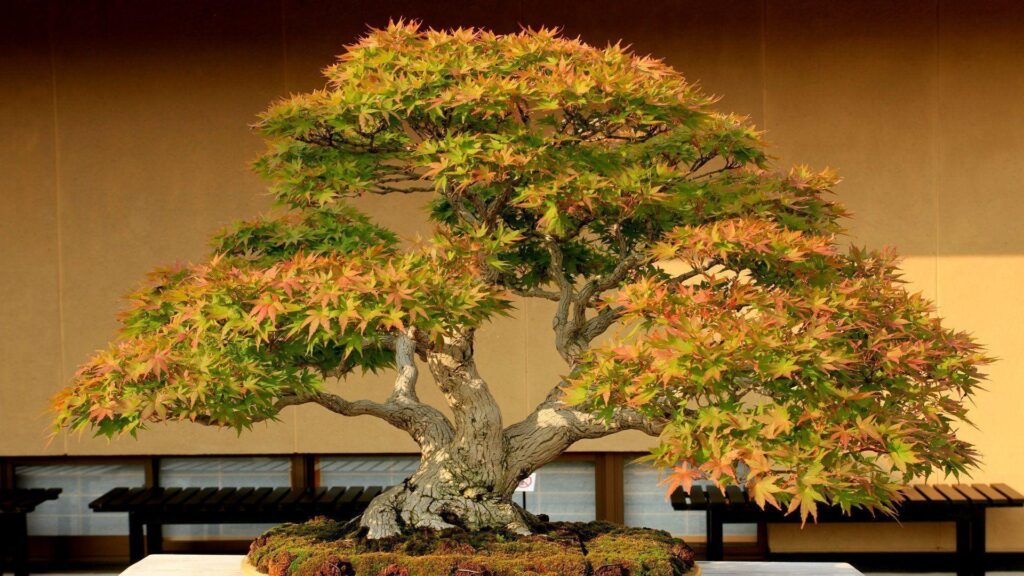 Bonsai Tree 2K Wallpapers Photos Wallpaper