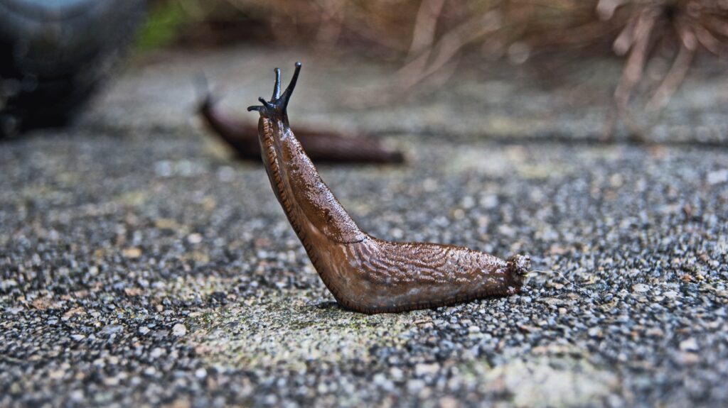 Slug · Free Stock Photo