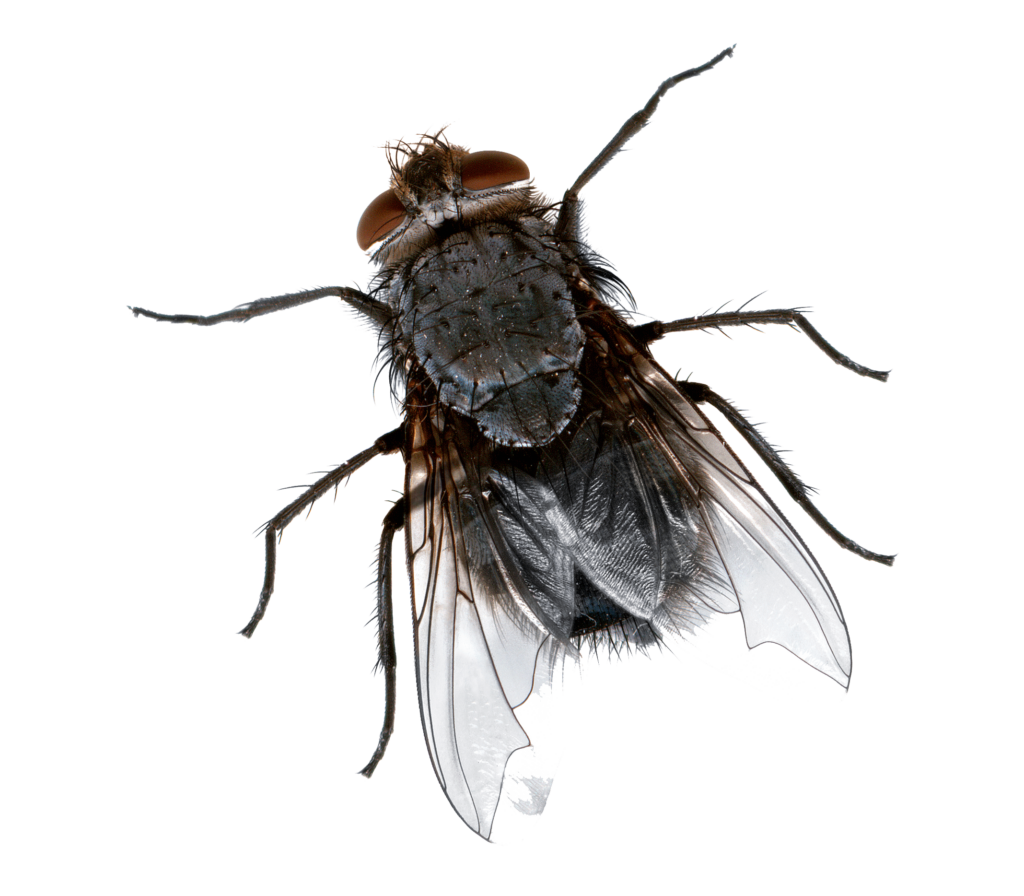 Dead fly Wallpaper, Picture house fly Wallpaper