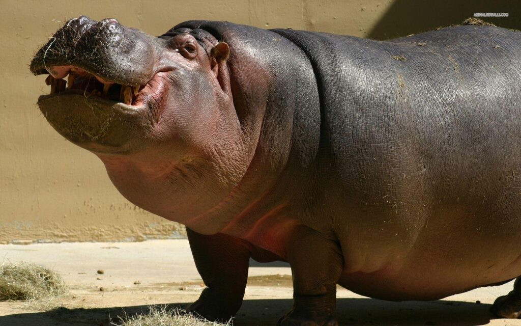 Hippopotamus 2K Desk 4K Wallpapers