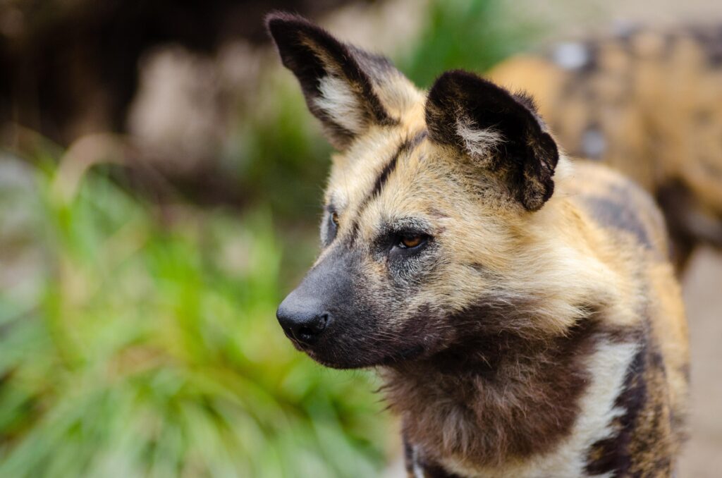 Close Up Photography of African Wild Dog · Free Stock Photo
