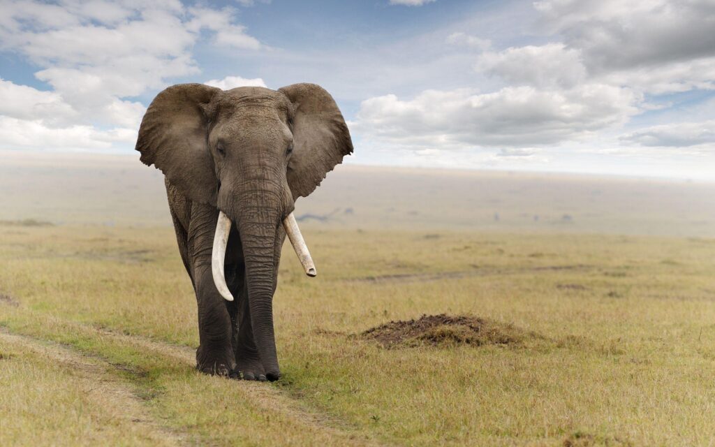 Fonds d&Elephant tous les wallpapers Elephant