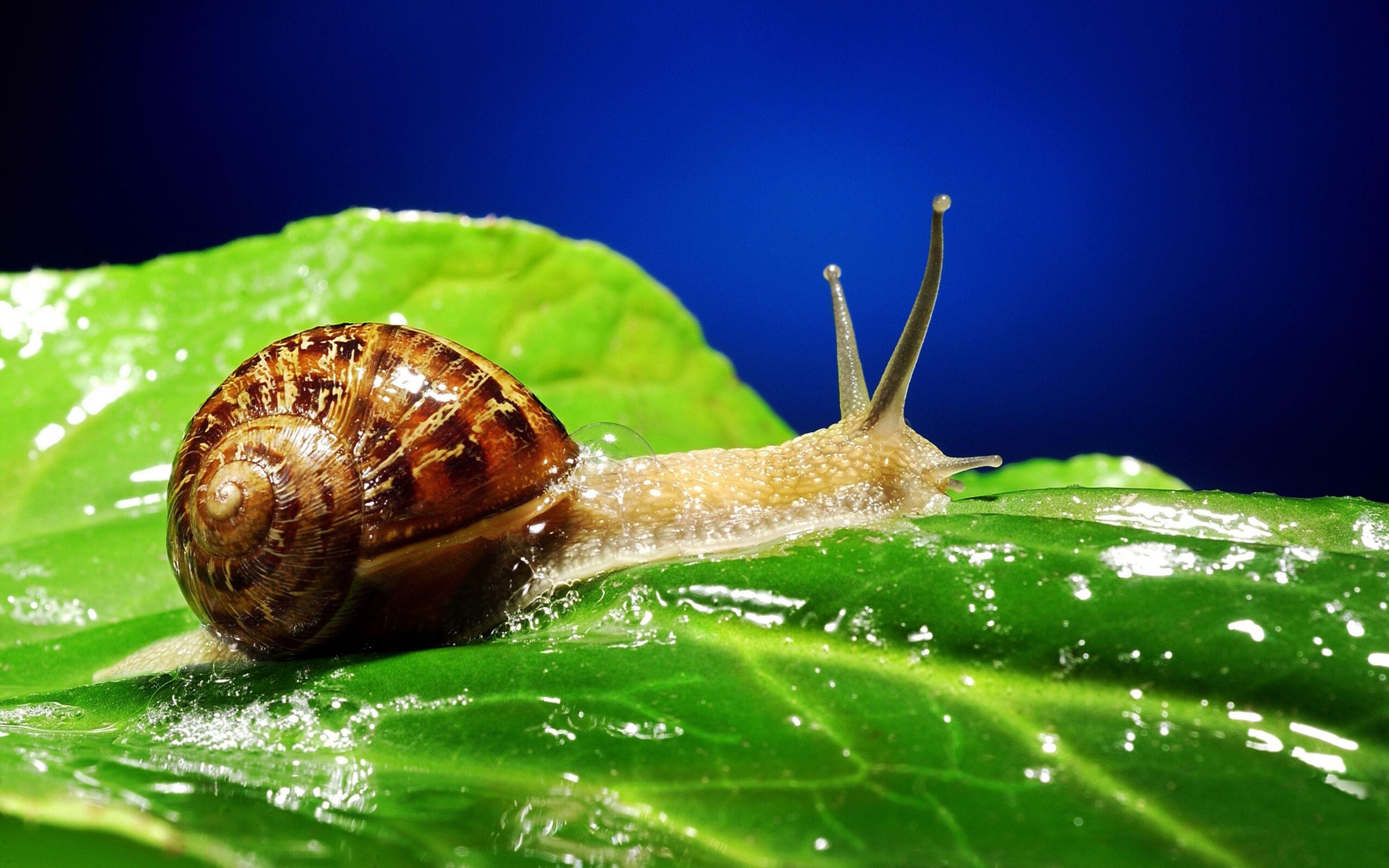 Snail 2K Wallpapers and Backgrounds Wallpaper