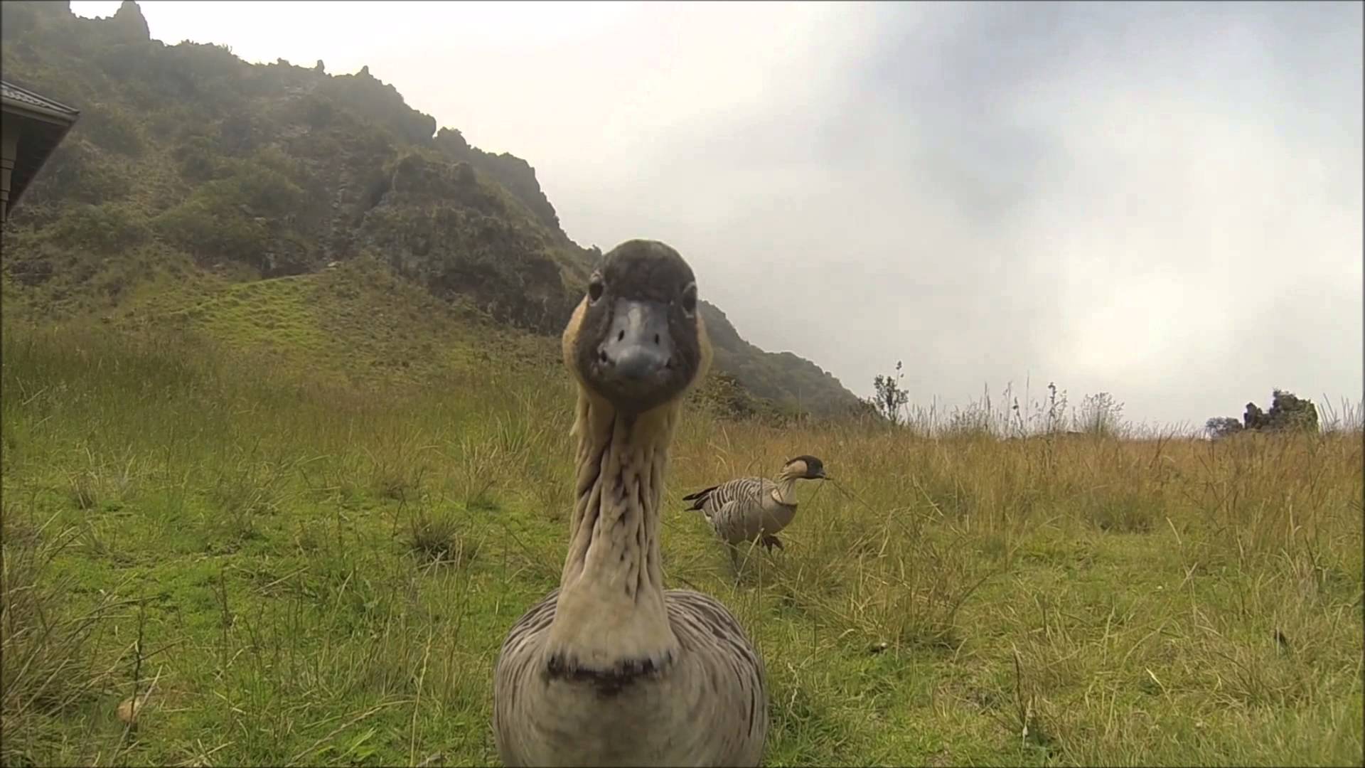 Nene Goose in Haleakala National Park – Nene Geese on Maui, Hawaii