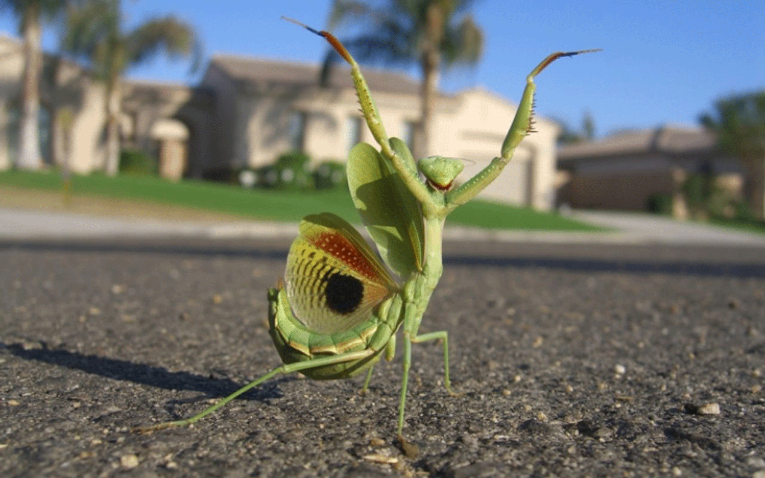 Praying Mantis 2K Wallpapers