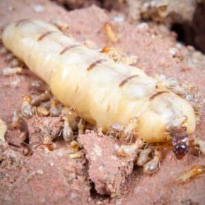 Termite