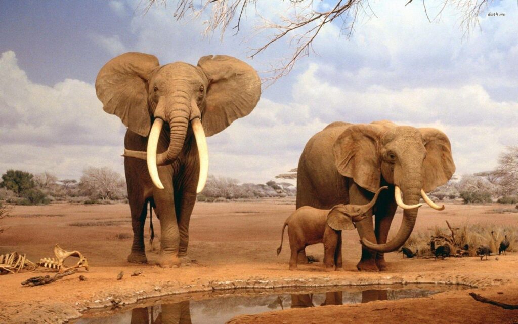 Fonds d&Elephant tous les wallpapers Elephant