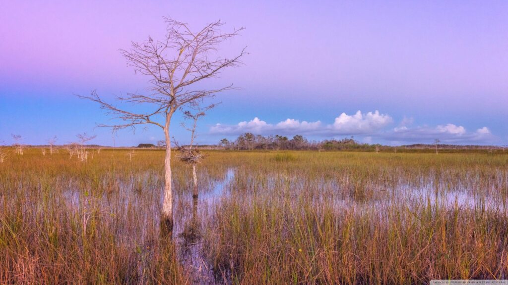 Pink Sunset, Wetlands, Everglades National Park ❤ K 2K Desktop