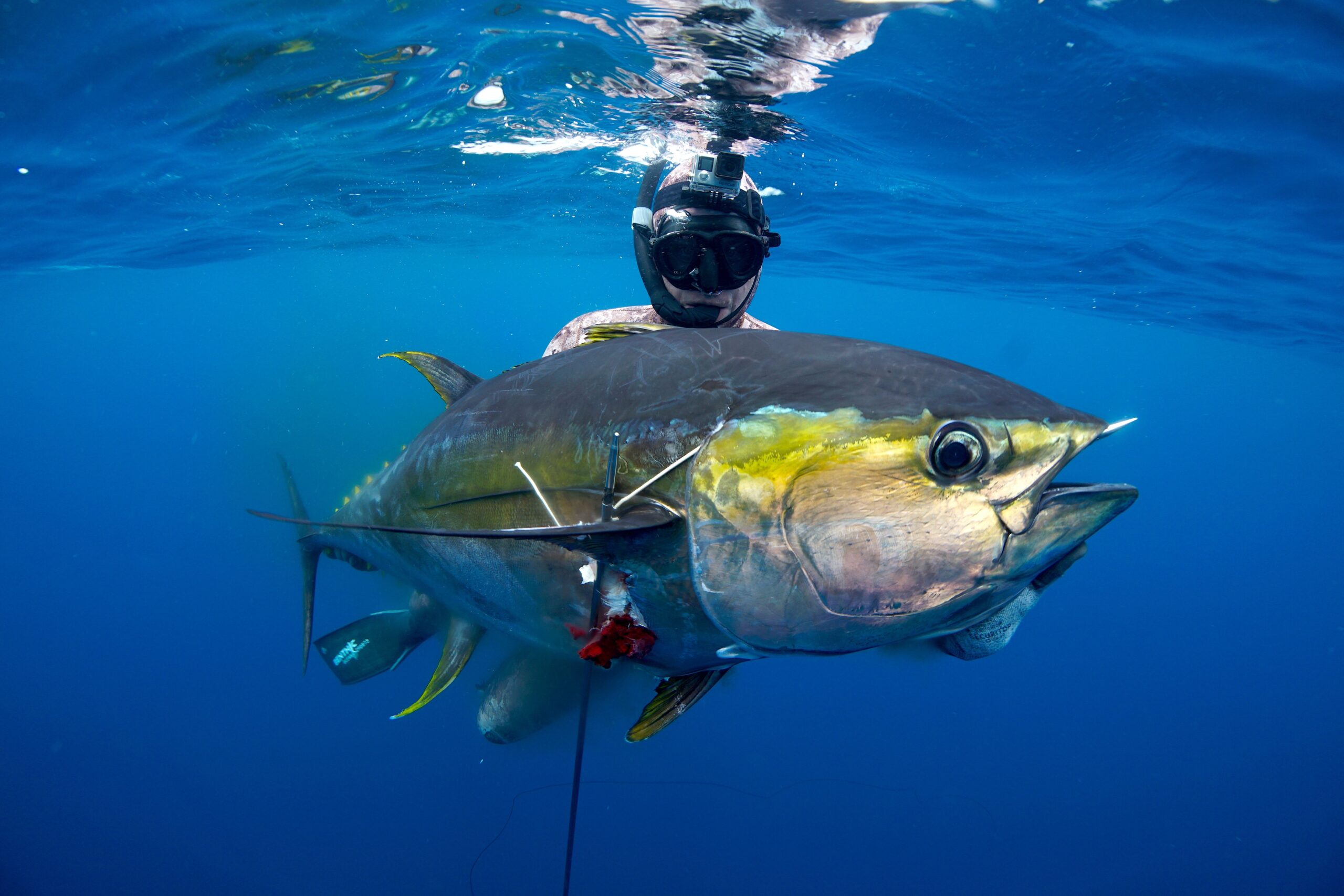 Spear Fishing Wallpapers High Quality