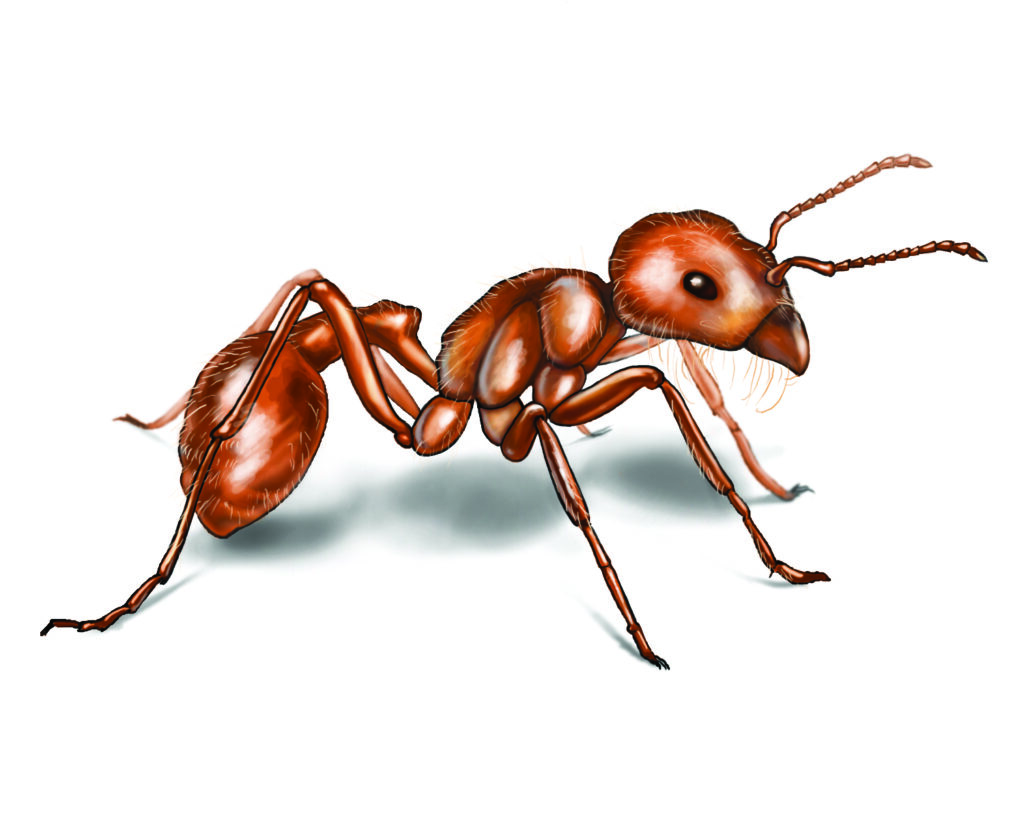 Ants 2K Wallpapers