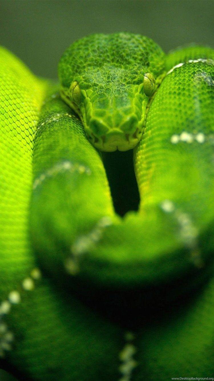 Green Anaconda iPhone Wallpapers, iPhone Backgrounds And Themes