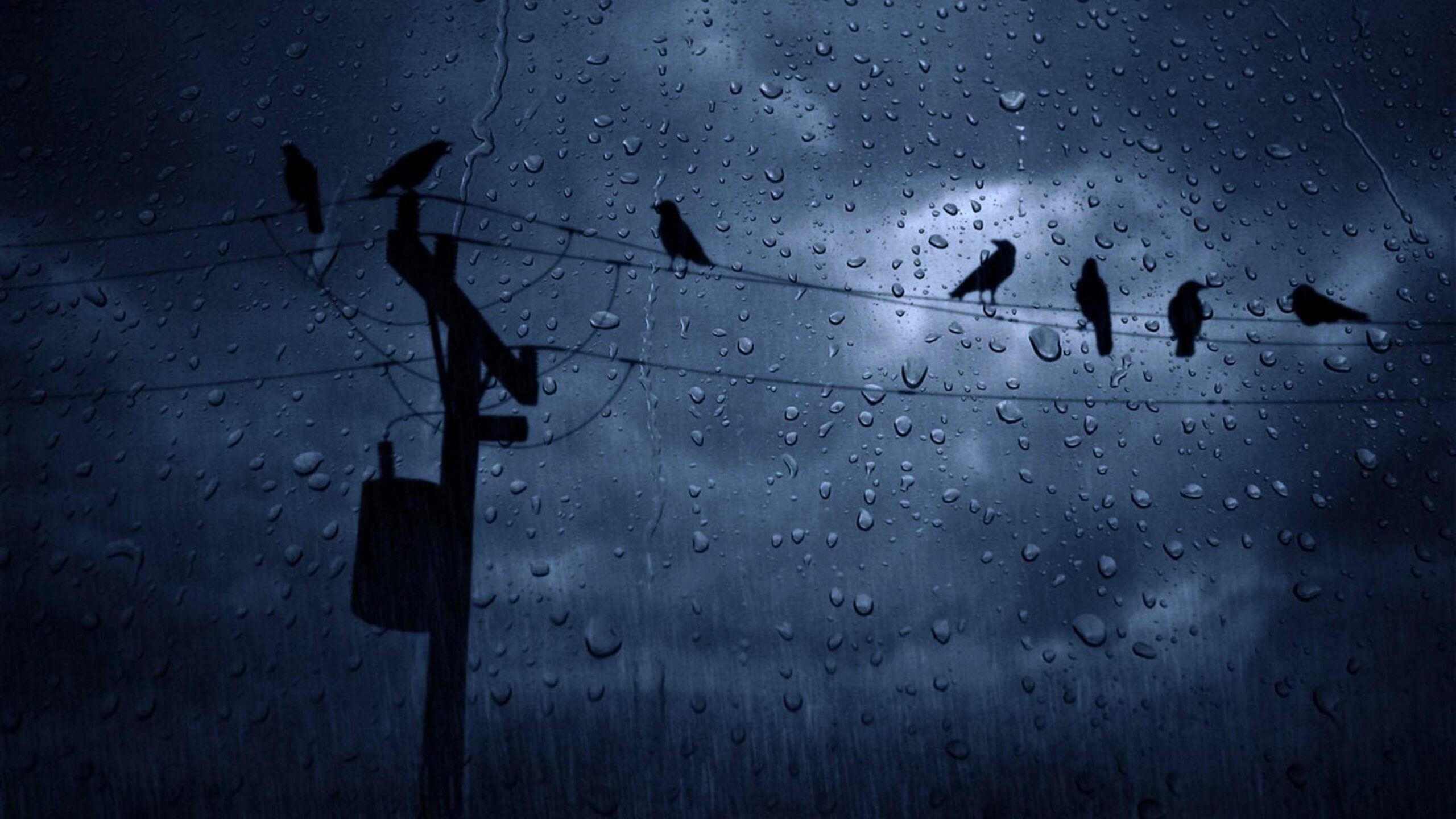 Crows In The Rain Wallpapers