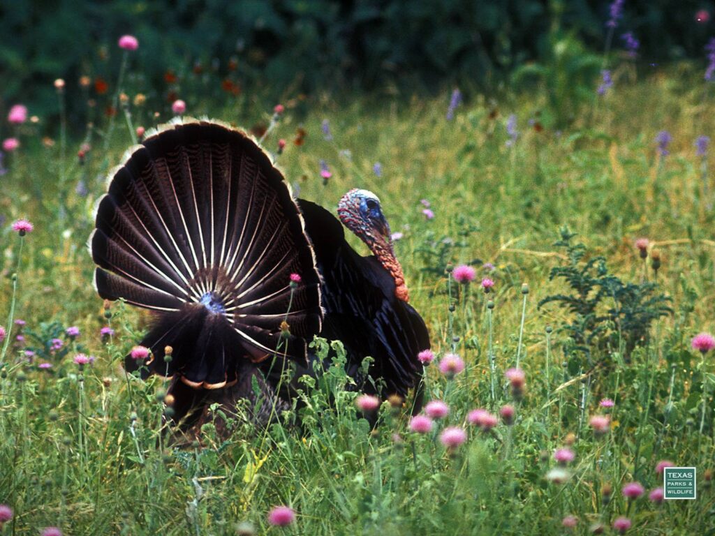 Wild Turkey Desk 4K Backgrounds