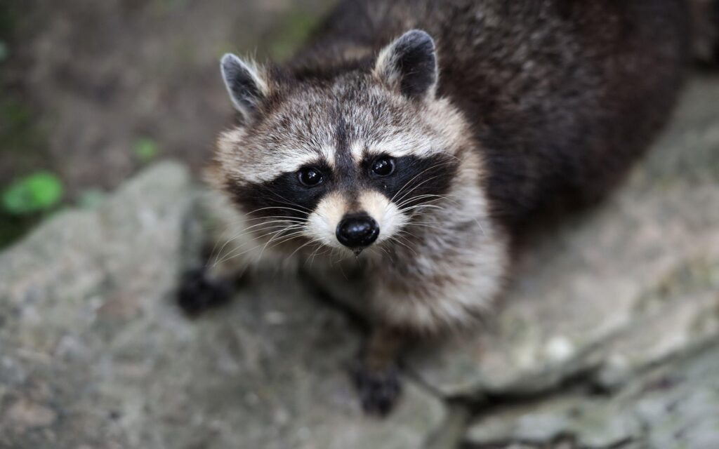 Raccoons, Wildlife, Animals Wallpapers 2K | Desk 4K and Mobile