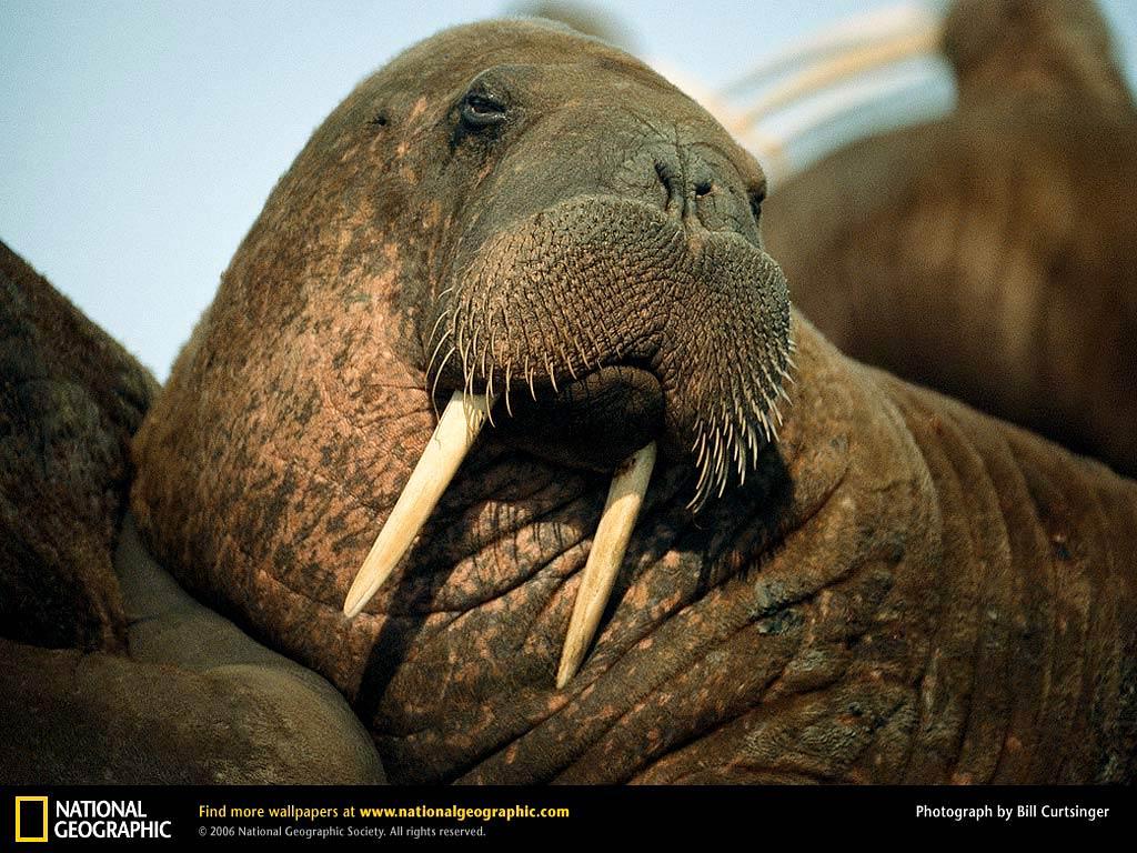 Walrus Wallpapers and Backgrounds