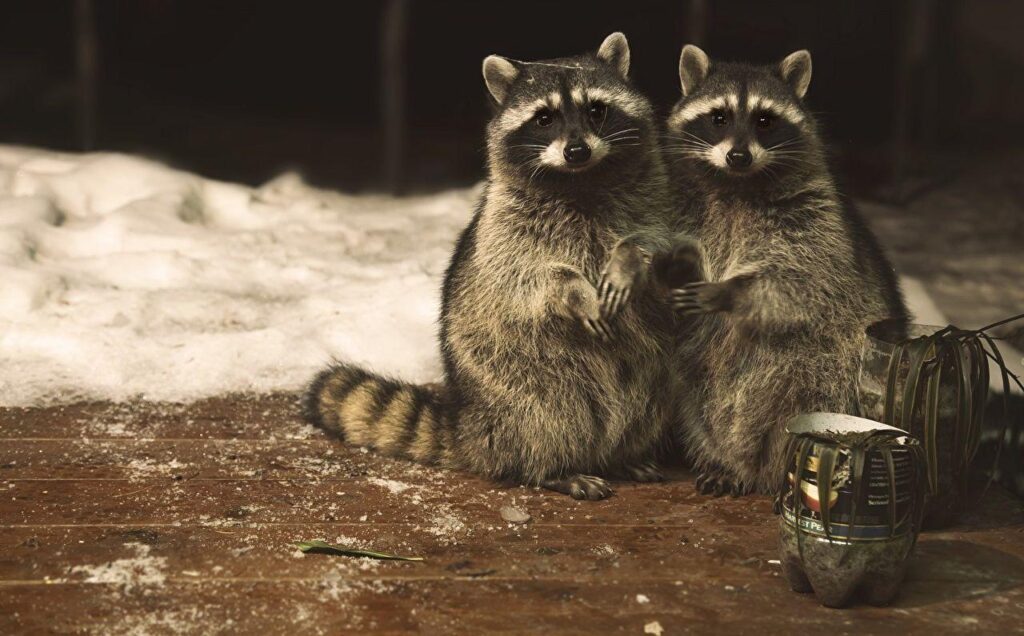 Wallpapers Raccoons pretty Two Animals
