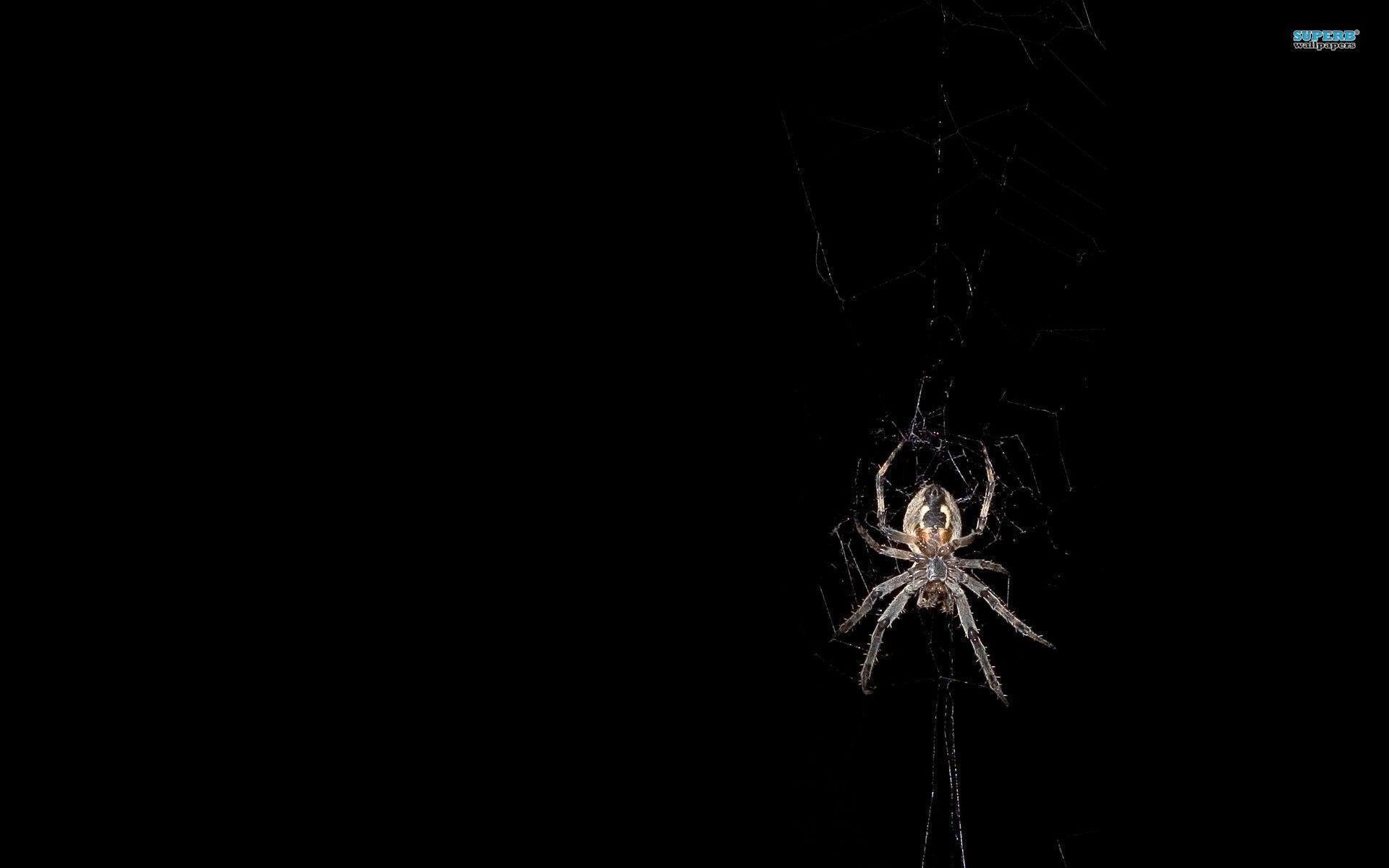 Spider wallpapers