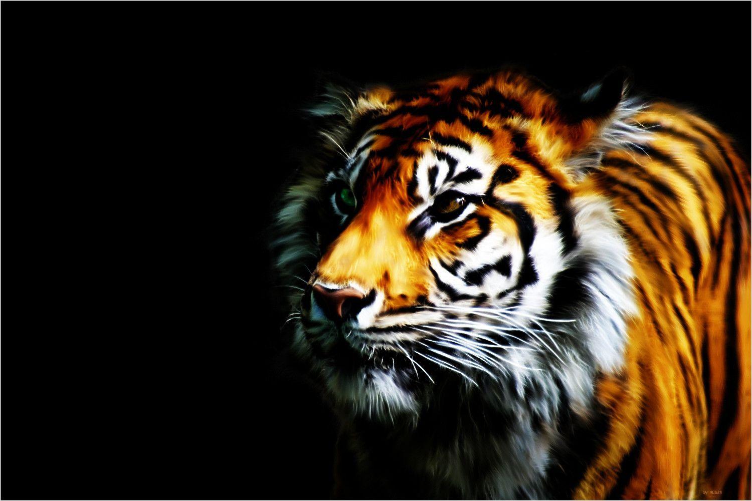 Tiger Wallpapers by Rubenski