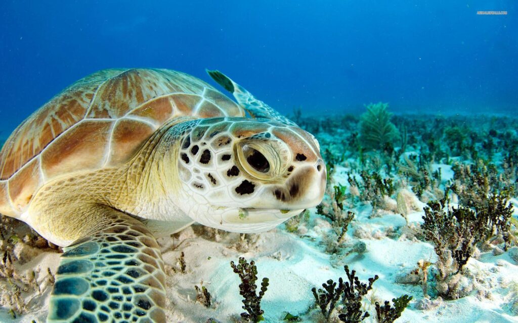 Sea turtle wallpapers
