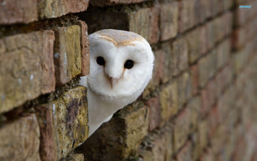 Interesting Owl Wallpapers Peeking Around Corner Building White