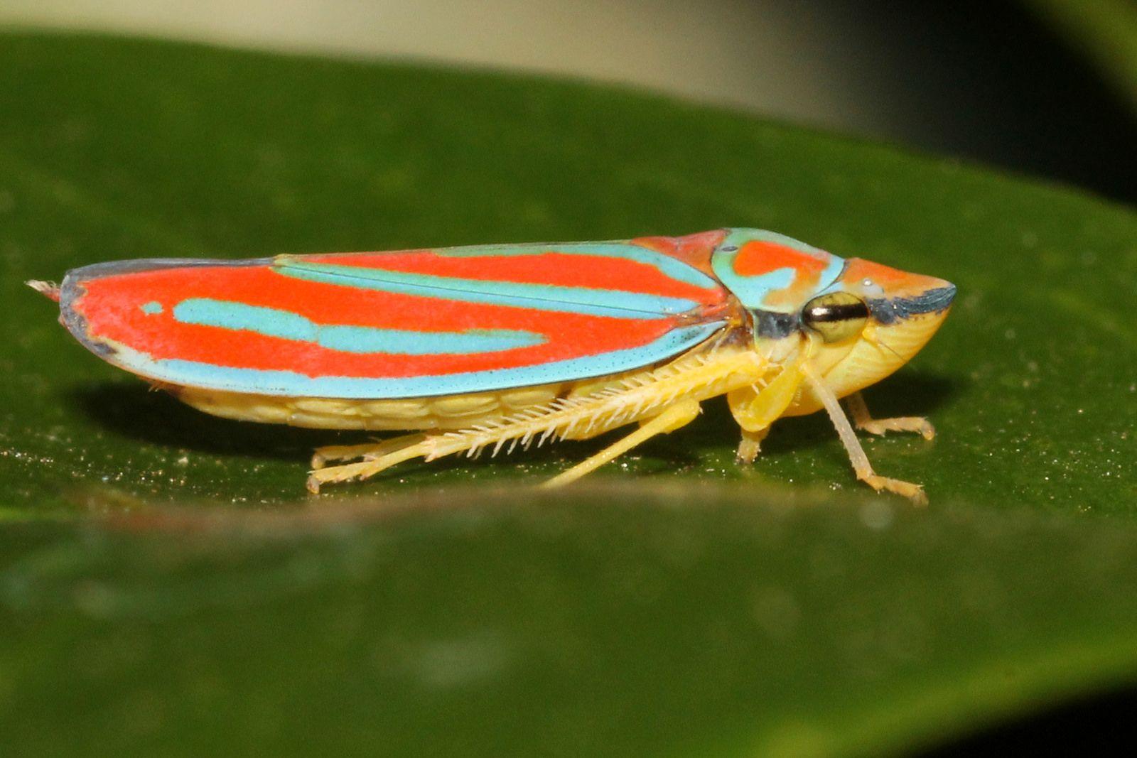 Nathan Marcy on Leafhopper