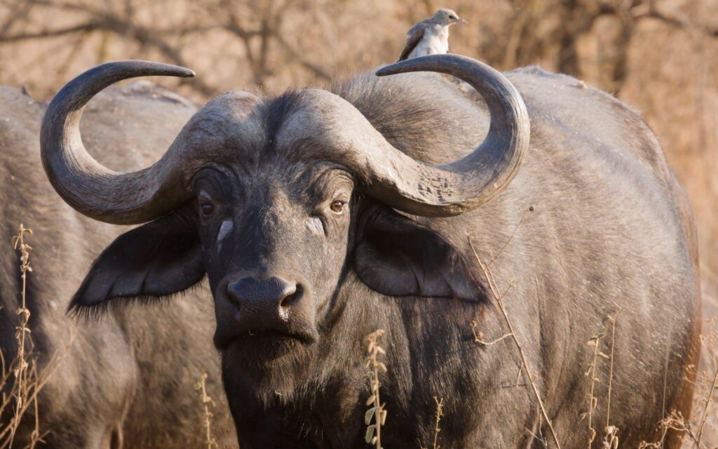 African Buffalo 2K Wallpapers