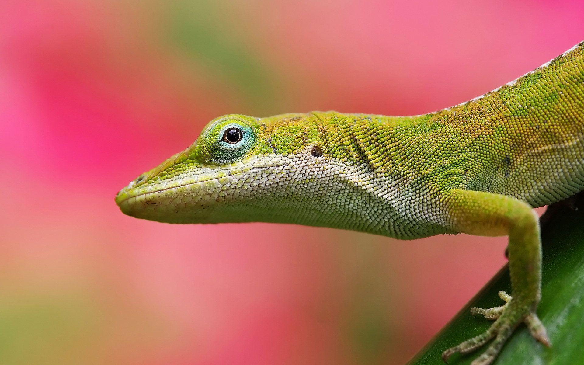 Lizard Wallpapers