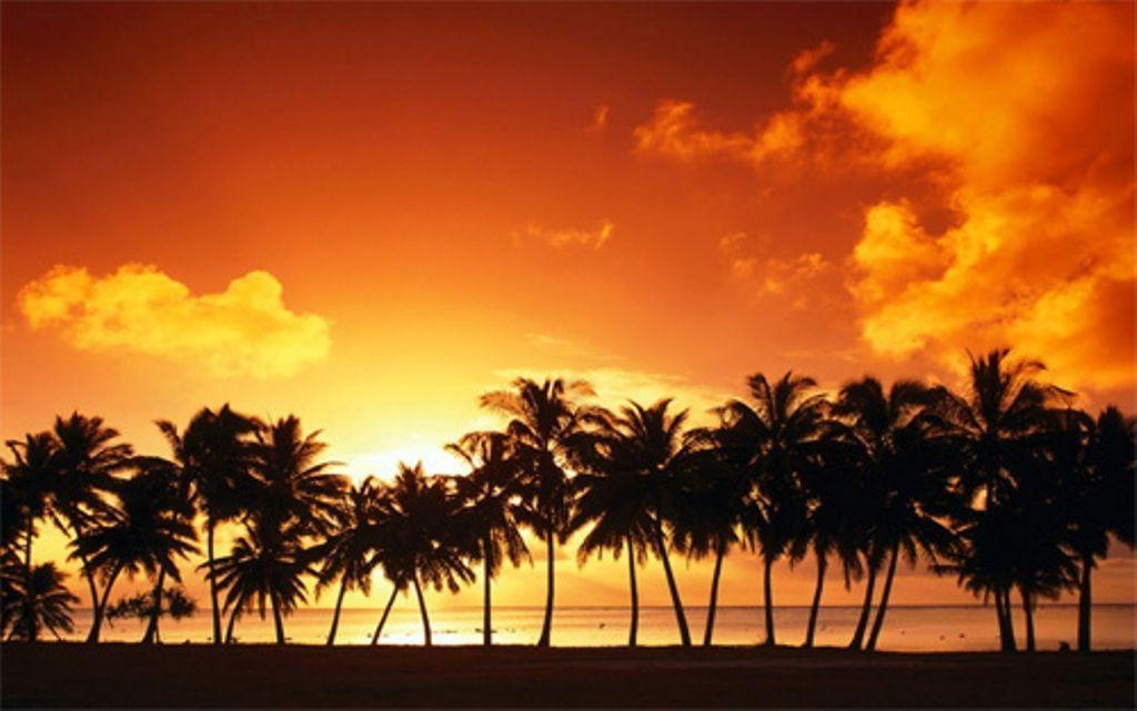 Palm Tree Sunset Backgrounds Desk 4K Backgrounds