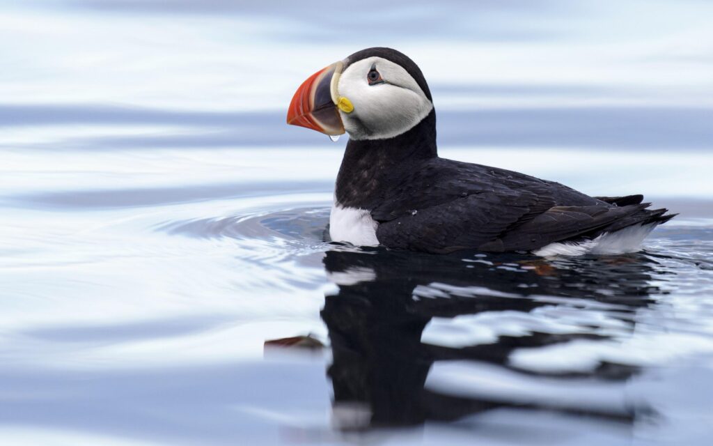 Download wallpaper Puffin in Svalbard