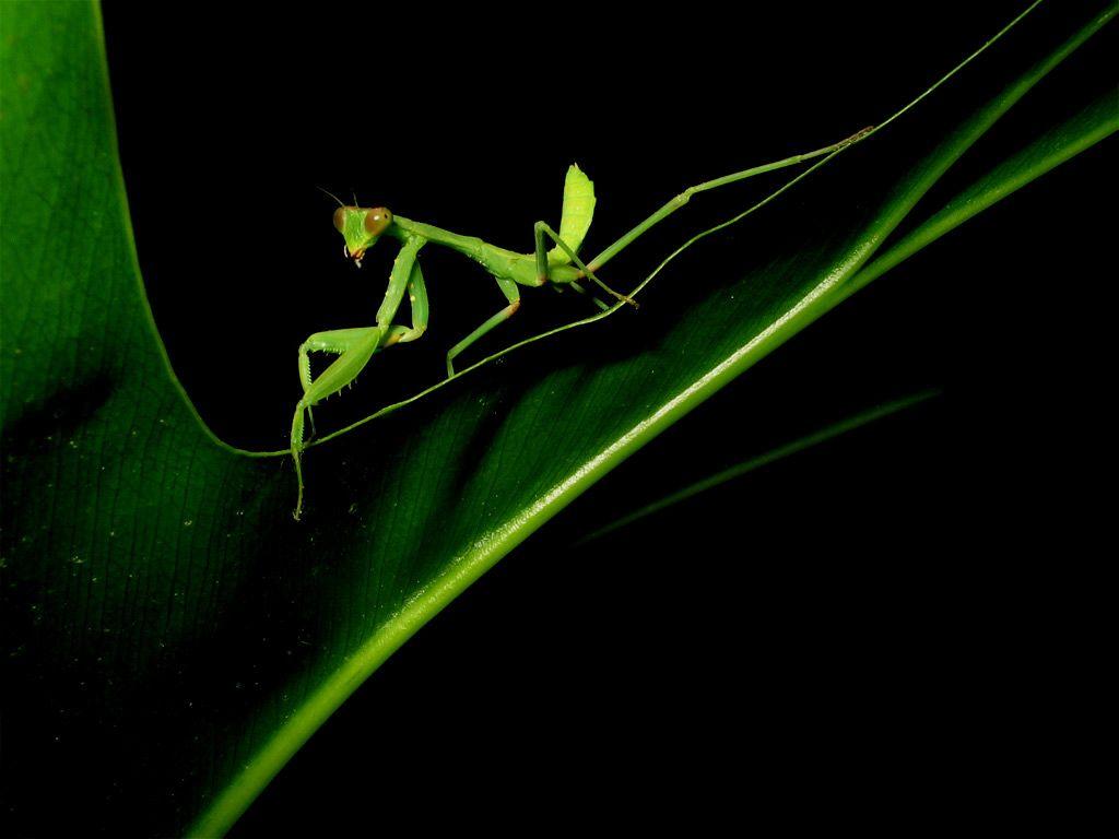 Praying Mantis  – Full HD