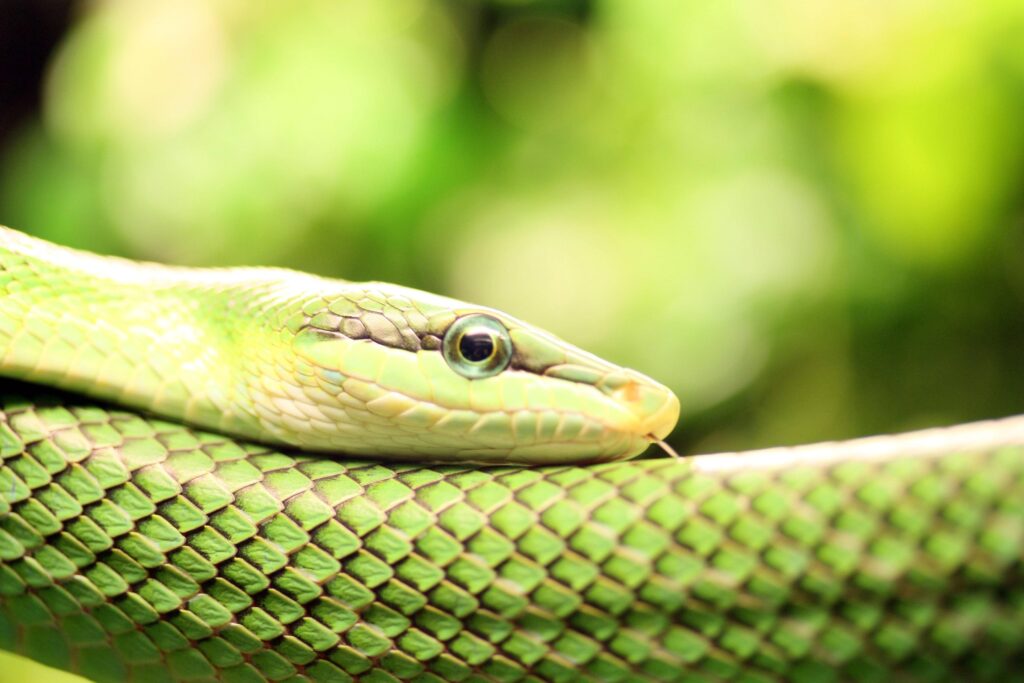 Smooth Green Snake Wallpapers