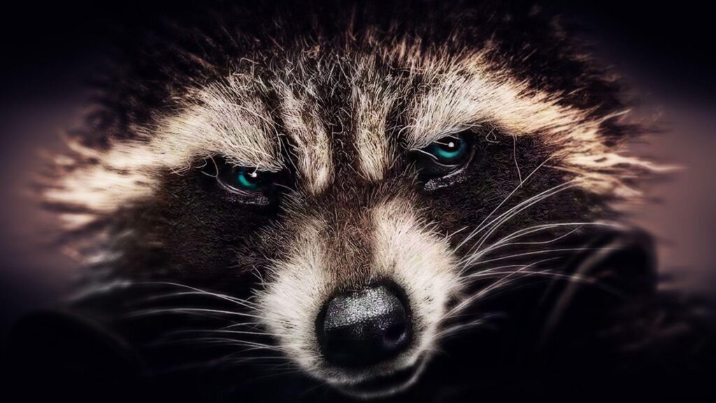 Raccoon Wallpapers, Best Raccoon Wallpapers in High Quality