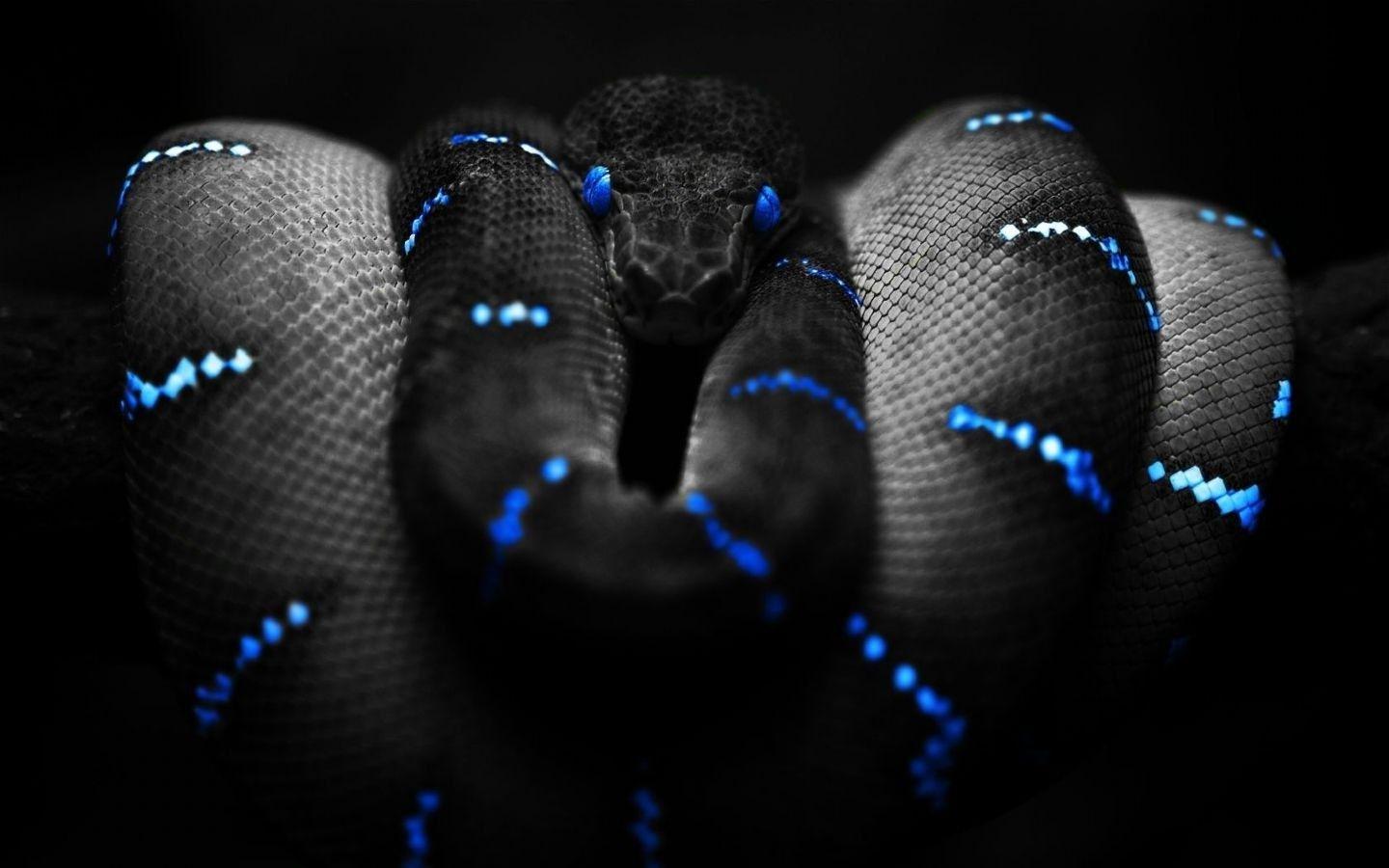 Animals, Snake, Selective Coloring, Boa Constrictor Wallpapers HD