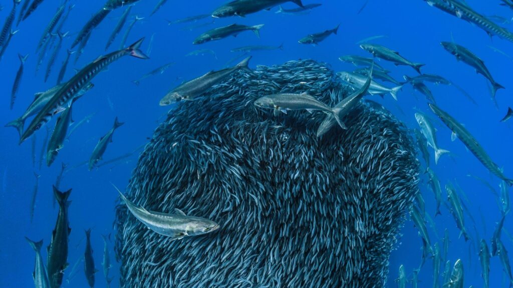 Bing Wallpaper Mackerel forming a bait ball to avoid predators