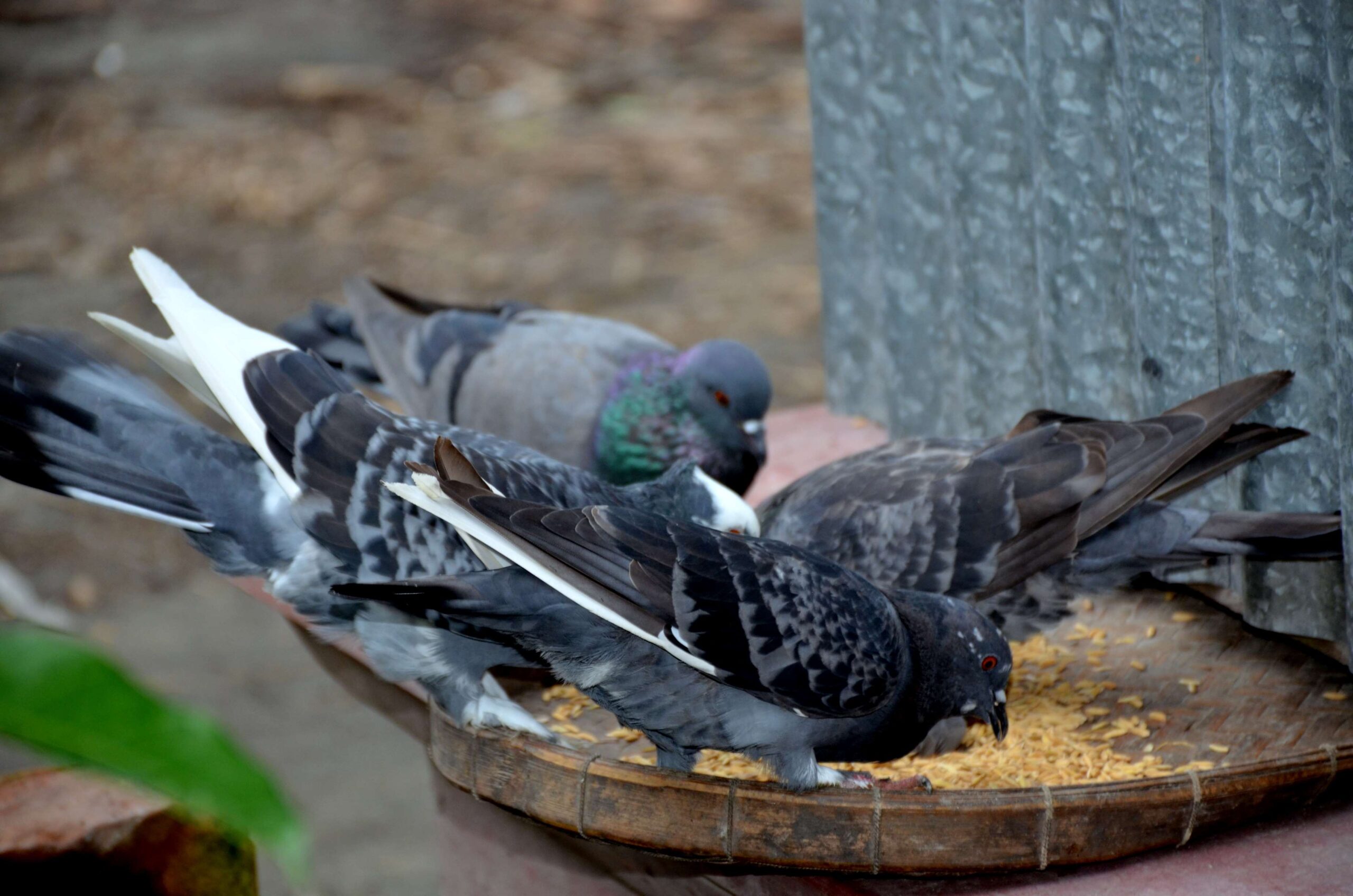 Rock Dove, Download Wallpapers on Jakposttravel