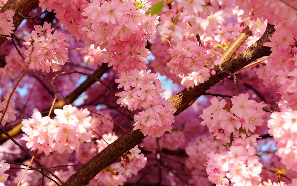 Japanese Cherry Blossom Wallpapers