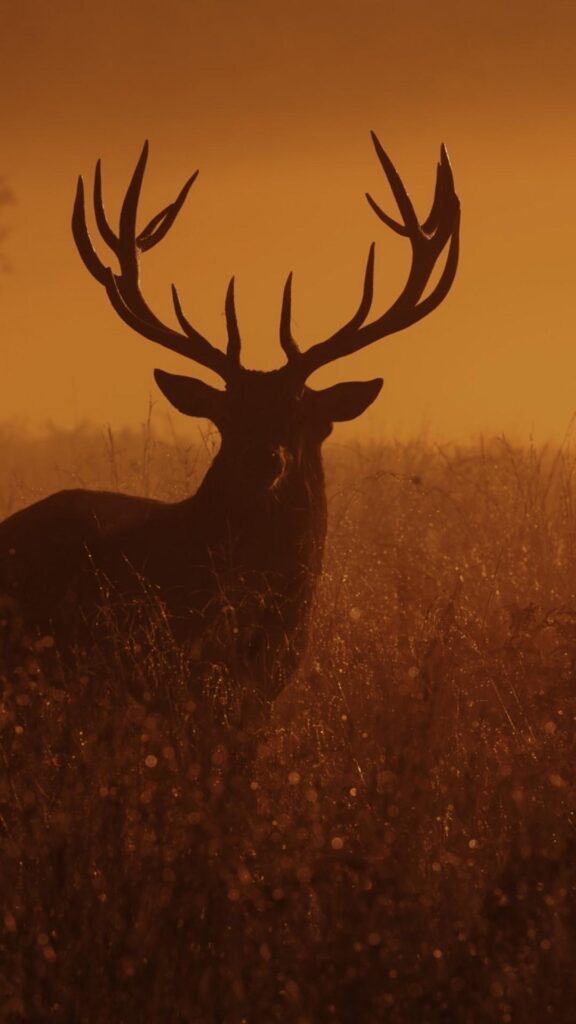 Download Deer, Sunset, Dusk Wallpapers for iPhone