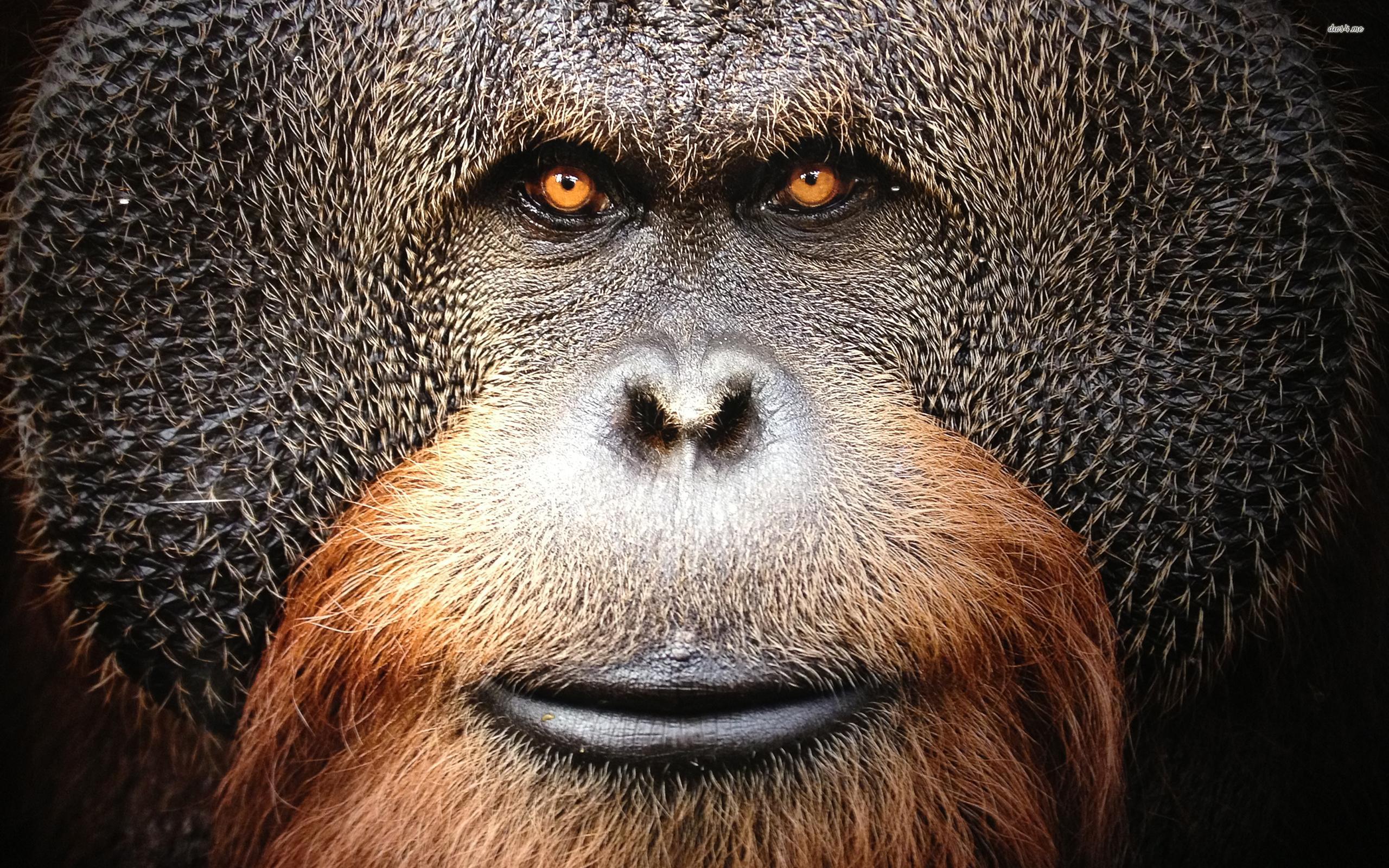 Orangutan wallpapers