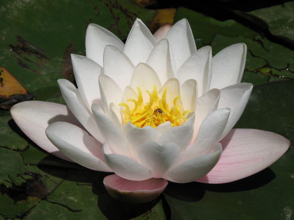Beautiful White Lotus Flower Wallpapers Desk 4K Free Download