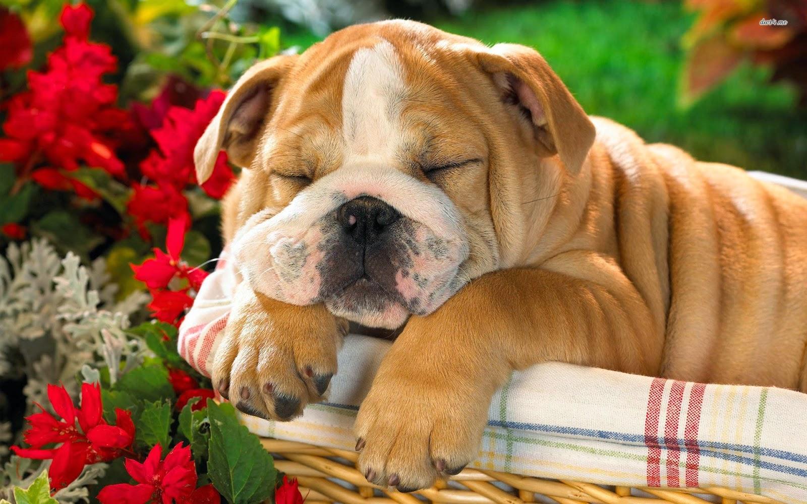 English Bulldog Wallpapers Wallpaper Group
