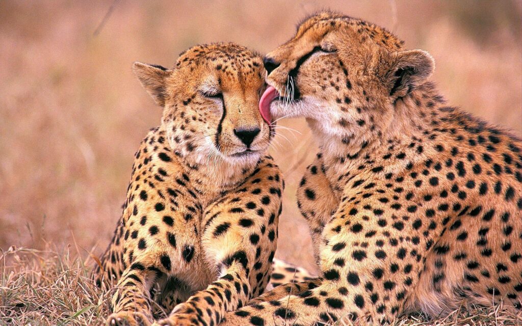 South African Cheetahs Wallpapers