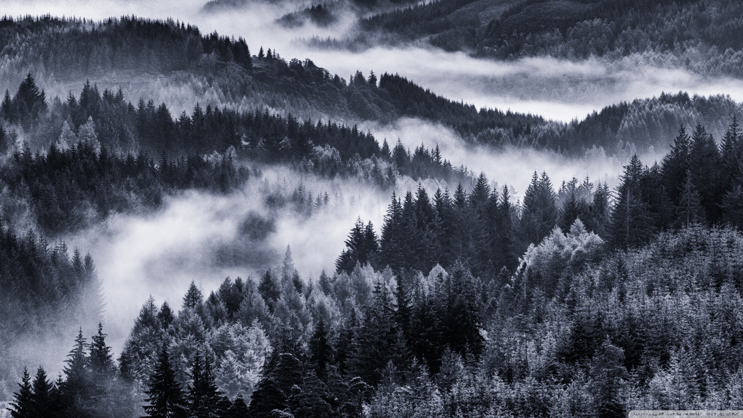 Early Morning Mist, Forest ❤ K 2K Desk 4K Wallpapers for K Ultra