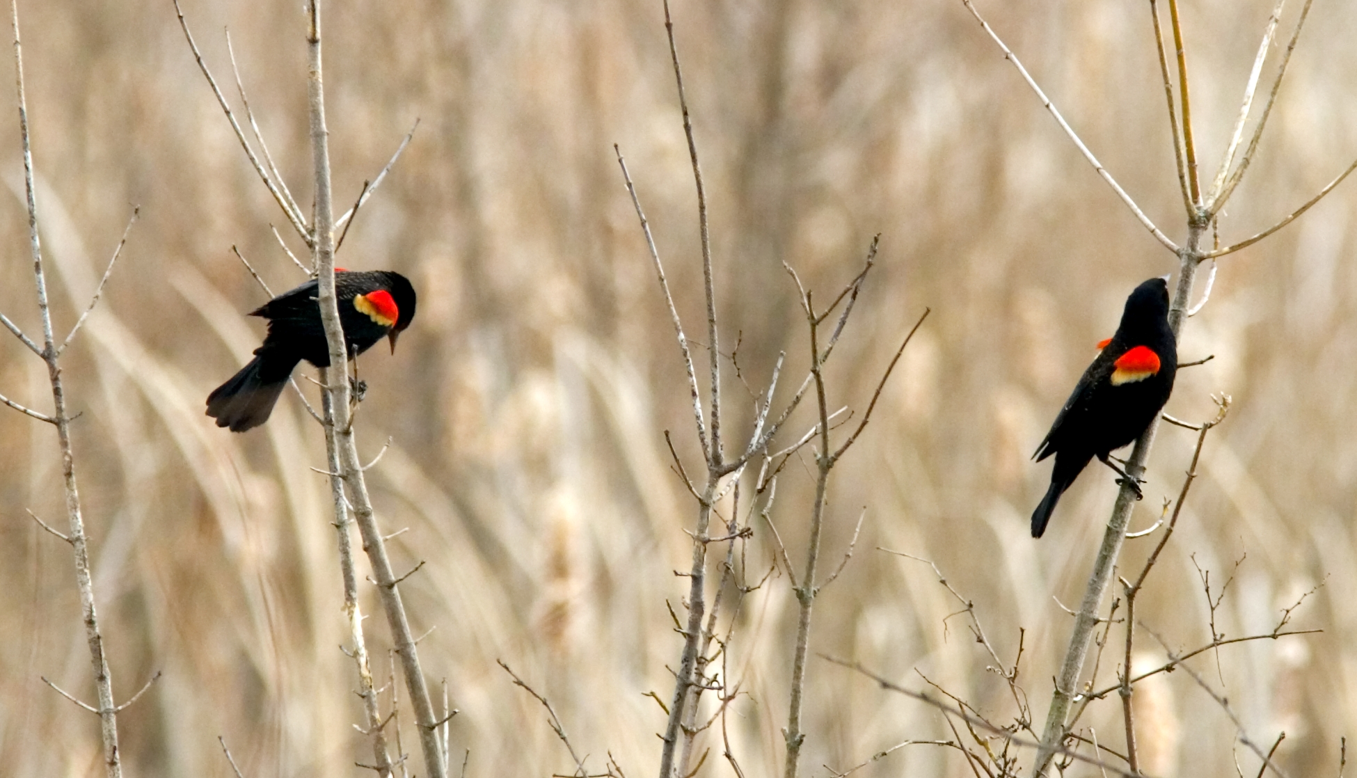 Ohio Bird Photo Collection Red Winged Male Blackbirds