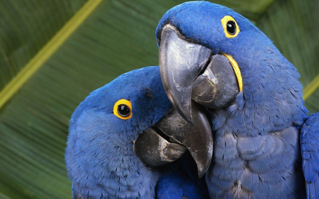 Blue Macaws 2K Wallpapers
