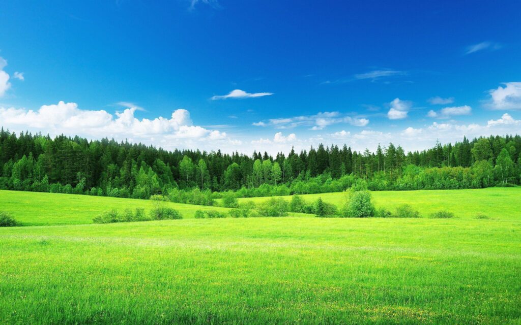 Green meadows Wallpapers