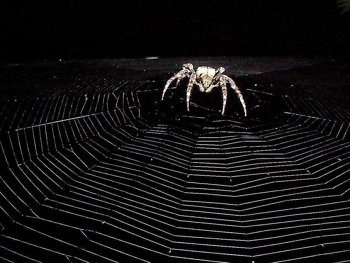 spider wallpapers
