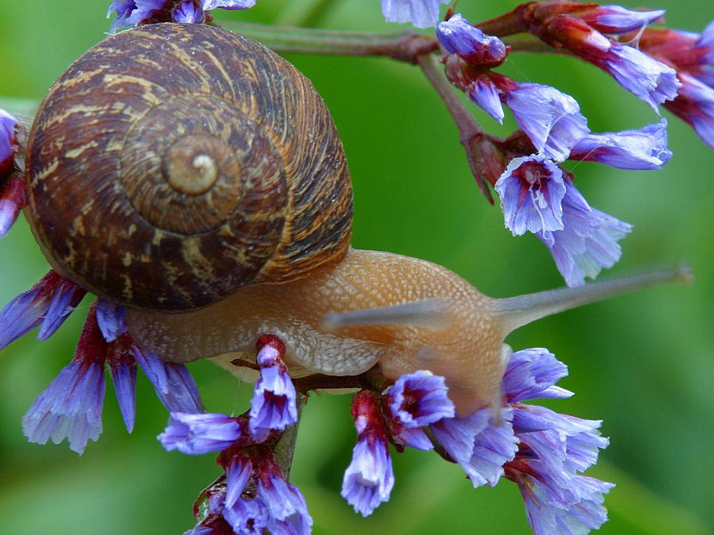 Free Snail Wallpapers